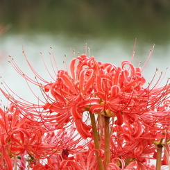 岸辺の曼珠沙華11