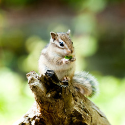 幼いシマリス
