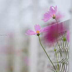 Cosmos～♡