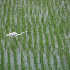 田植えのあと