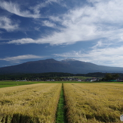 秋雲と黄金色の輝き