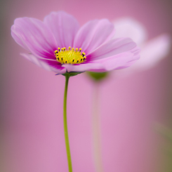 秋桜#1
