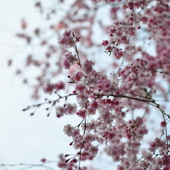 桜色キャンディ。