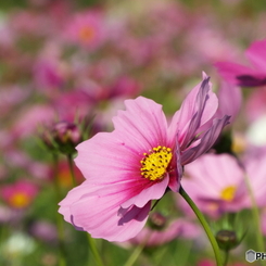 秋桜10