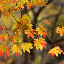ふらり散歩　身近な紅葉
