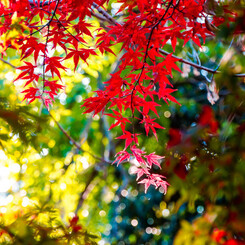 紅葉
