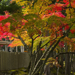 高野山の紅葉