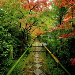 秋の京紀行ー光悦寺ー