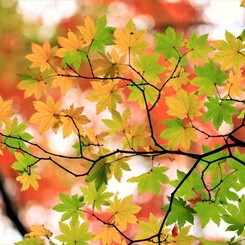 只今紅葉中