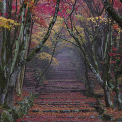 朝霧の鶏足寺