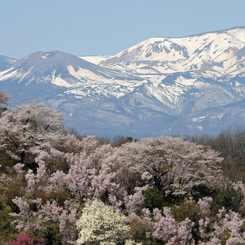 春本番(花見山)