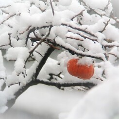 11月、観測史上初の雪..
