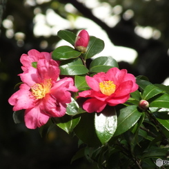 秋の殿ヶ谷戸庭園20