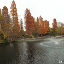 井の頭恩賜公園17