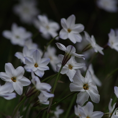 ハナニラの白花はほのかに青し