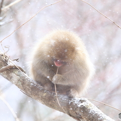 真ん丸ふわふわ^^