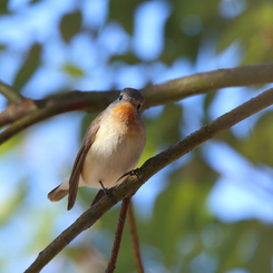 ニシオジロビタキ