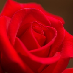 Crimson　Velvet