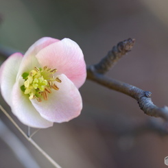 木瓜の吐息