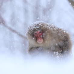大雪の中よく来たね！