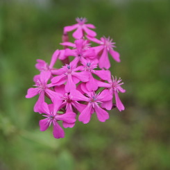 道ばたの華