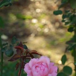 薔薇に降る光