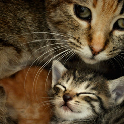 mother