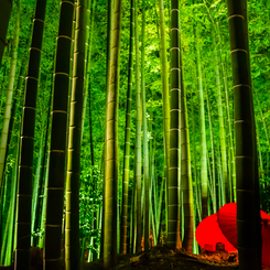 The Tale of the Bamboo-Cutter～竹取物語～