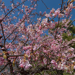 河津桜_代々木公園_01