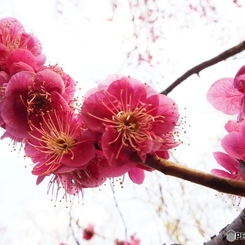 紅梅4