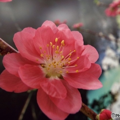 桃の花3