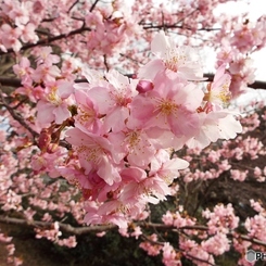 河津桜6