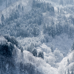 雪が降って