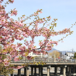 綺麗でも、京都では無名・・・？