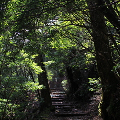 白鳥山の新緑