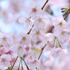 桜1_第八小学校