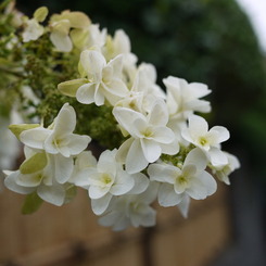 これも紫陽花？