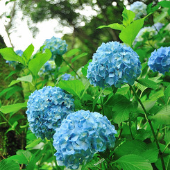 紫陽花