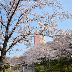 桜_NYC_01