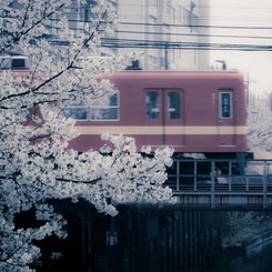 春の夢
