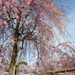 花畑公園の桜2