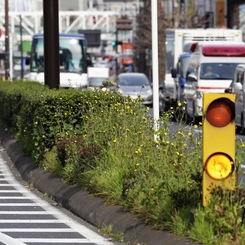 雑草に天国も地獄もなし