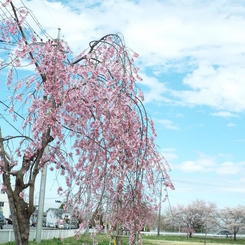 枝垂桜1