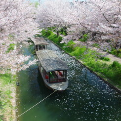 桜散る川で