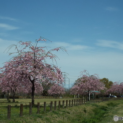 枝垂れ桜1