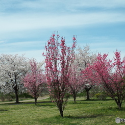 桜＆花桃3