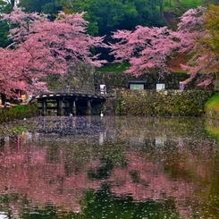 時の流れ花