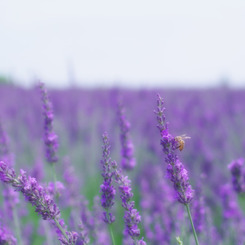 Lavender purple