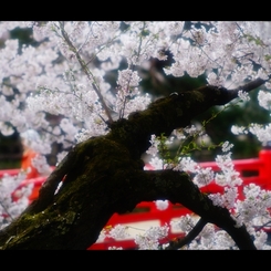 2017桜6 