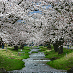 観音寺川の桜